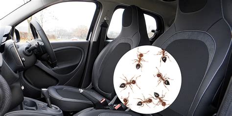 Ants & Spiders in Vehicles & How to Get Rid of Them | Kiwicare