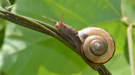 Do Snails Poop? | Where Does Snail Poop Come Out? - Farm and Chill