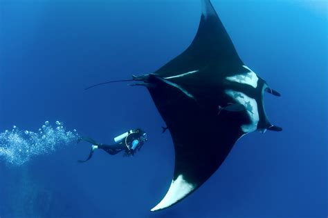 Giant manta becomes the first manta ray to be listed as an endangered species — Marine Megafauna ...