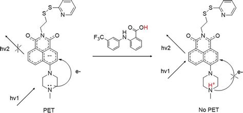 Proposed mechanism for fluorescence enhancement (probes 1 and 2 ...