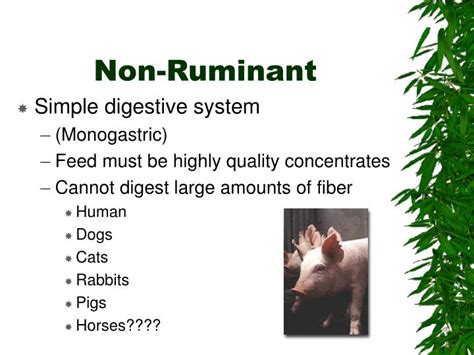 PPT - Animal Digestion and Nutrition PowerPoint Presentation - ID:6796133