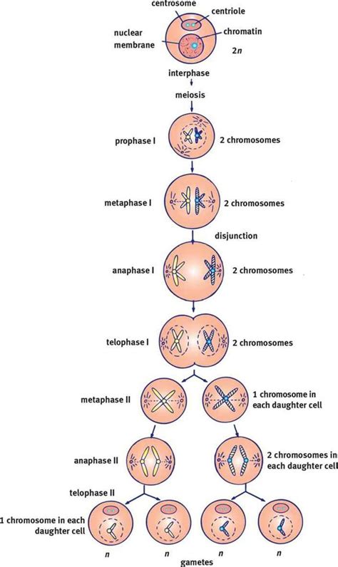 Meiosis | Biology projects, Meiosis, Biology lessons