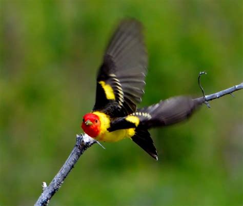 Western Tanager in Flight | Focusing on Wildlife