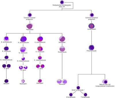 Leukopoiesis - WikiVet English