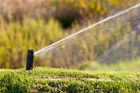 Sod Care and Maintenance, Bentgrass Sod, Lawn Sod, Sacramento, CA