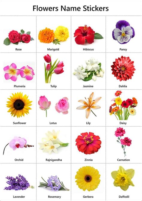 Student world - Flowers names, parts with worksheets for kids | Facebook