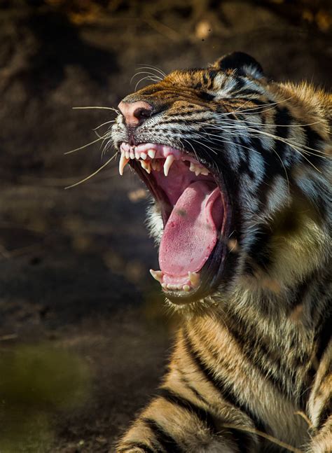 Tiger Yawning • Marko Dimitrijevic Photography