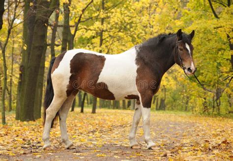 Skewbald horse in park stock image. Image of beautiful - 15097517