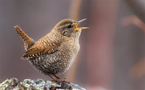 Winter Wren | Audubon Field Guide