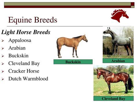 PPT - Equine Breeds PowerPoint Presentation, free download - ID:4645246