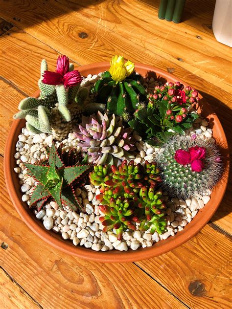 Beautiful Succulent & Cacti arrangement! 🌵 | Cactus arrangement, Succulents, Plants