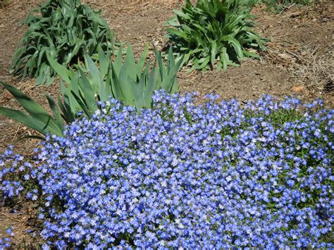 A Chef in the Garden: Veronica Georgia Blue | Plants, Blue plants, Landscaping plants