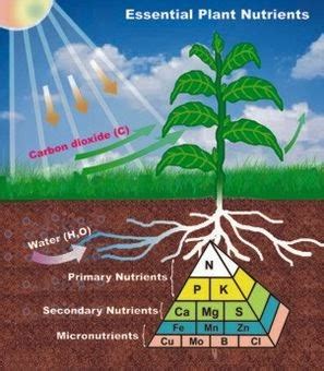 Balkan Ecology Project : Plant Elements (Nutrients)