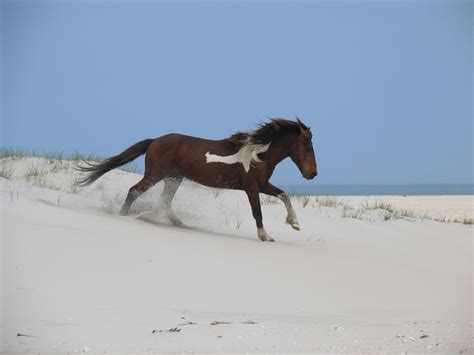 The Chincoteague Ponies - Your Horse Farm