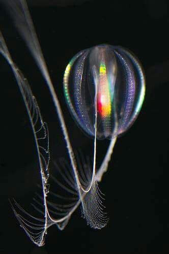 Pleurobrachia pileus Phylum: Ctenophora Diffusione: 100 specie in tutto ...