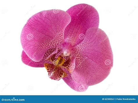 Single Orchid Flower Isolated with Clipping Path Stock Photo - Image of ...