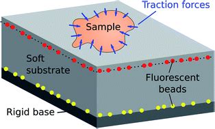 Traction force microscopy in physics and biology - Soft Matter (RSC ...