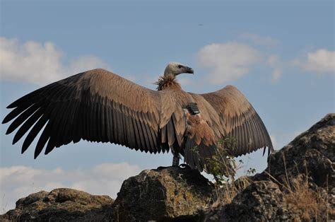 Griffon vulture in the Grands Causses - UvA-BiTS