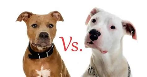 Dogo Argentino Vs. Pit Bull: An In-Depth Comparison