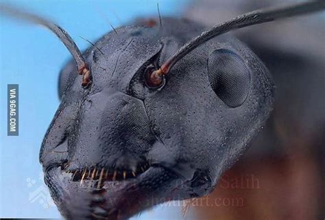 Close up head of an ant | Animali strani, Animali, Artropodi