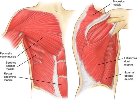 Muscles of the Chest Wall - Thoracic Surgery Clinics