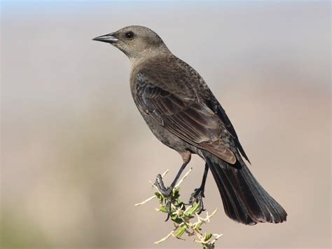 Female Starling Bird