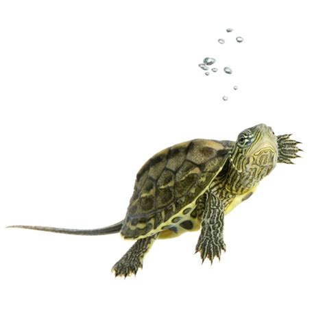 What To Feed a Turtle? 6 Easy Steps [with Pictures] | TurtlePets