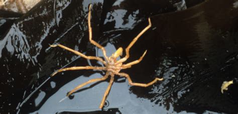 What’s Supersizing Antarctica’s Sea Spiders? | Hakai Magazine