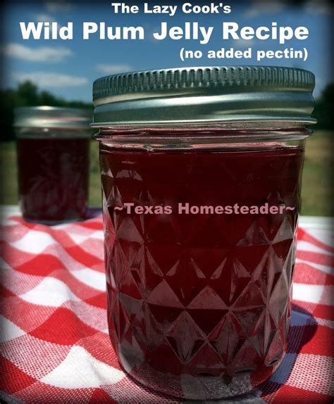 Wild Plum Jelly Recipe, No Pectin Needed! | ~ Texas Homesteader