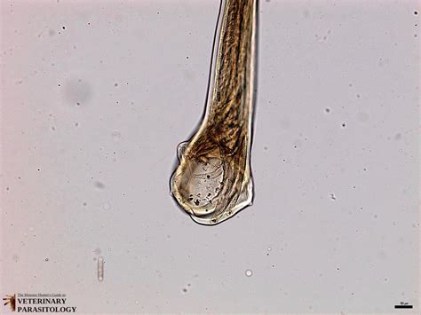 Ancylostoma sp. Roundworms - MONSTER HUNTER'S GUIDE TO: VETERINARY ...