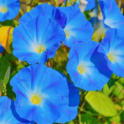 Flower Seed - Heavenly Blue Morning Glory Seeds