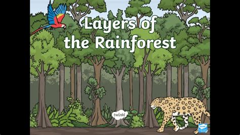 Which Layer Of The Rainforest Receives The Least Amount Of Sunlight? 10 ...