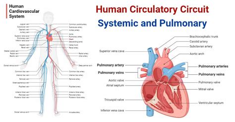 Human Circulatory Circuit: Systemic and Pulmonary