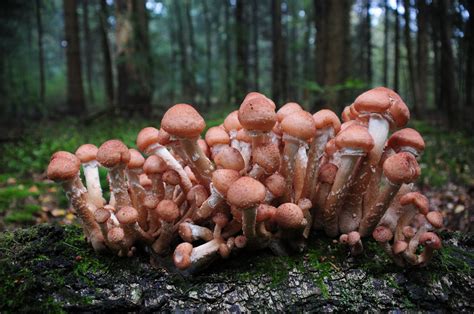 Armillaria ostoyae: Identification, Look-Alikes, Health Benefits, Pet ...