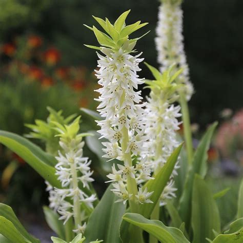 Eucomis Autumnalis - 3 bulbs - Longfield Gardens