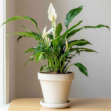 Peace Lily / Spathiphyllum Variegated Indoor Plant – Seed2Plant