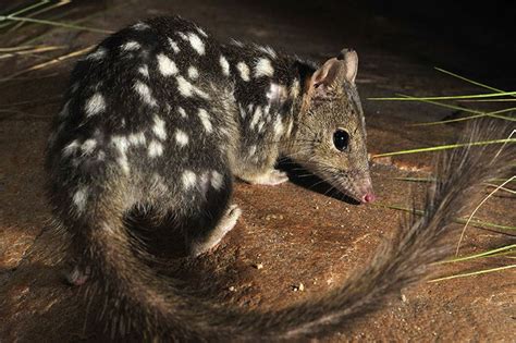 Northern quoll - Alchetron, The Free Social Encyclopedia