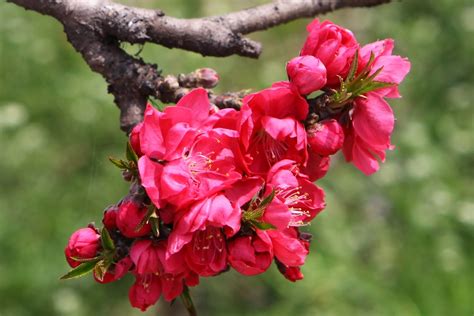 Peach Flower_Red_6 | Phyllis Photographie | Flickr