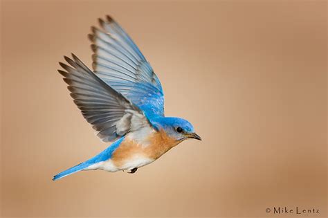 Bluebird male in flight photo - Mike Lentz Nature Photography photos at pbase.com