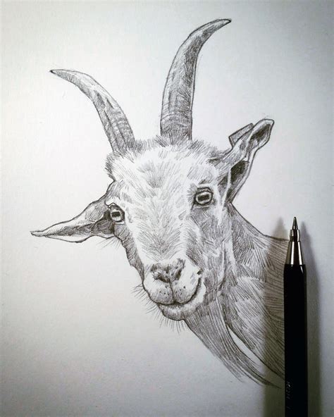 How To Draw A Realistic Goat