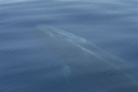 Fin whale - Whale & Dolphin Conservation Australia