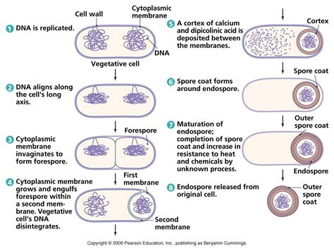 Biology Pictures: Endospore Formation | Microbiology, Study biology, Bacterial reproduction