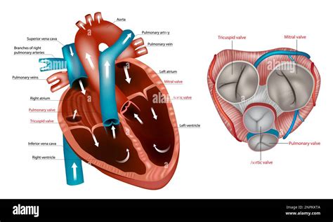 Structure of the Heart valves anatomy. Mitral valve, pulmonary valve, aortic valve and the ...