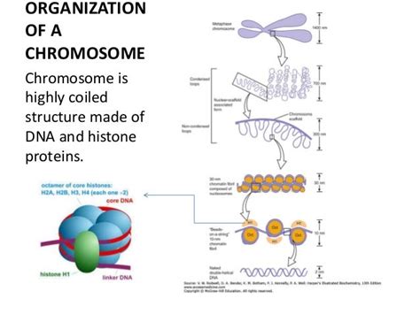 Oncogene