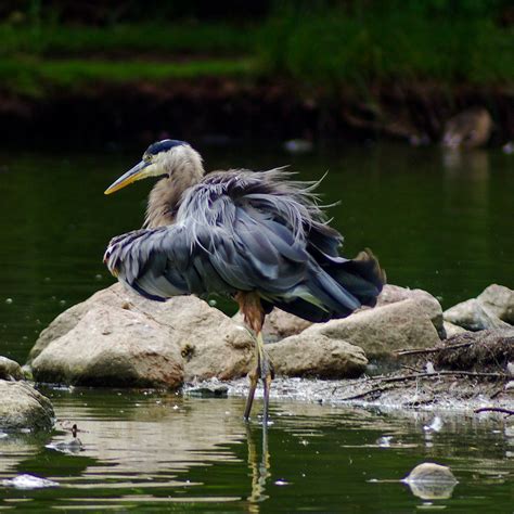 A Study in Heron 8 | All of these were taken on 08.08.08 -- … | Flickr