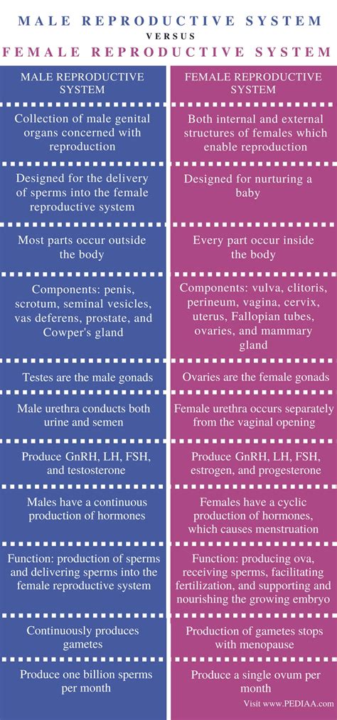 Difference Between Male and Female Reproductive System - Pediaa.Com