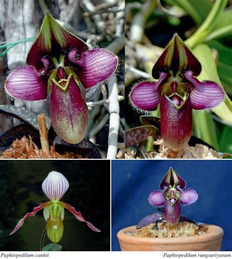 Species New to Science: [Orchidology • 2014] Paphiopedilum rungsuriyanum • A New Species of ...