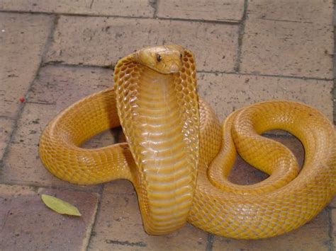 Cape Cobra | Reptile snakes, Beautiful snakes, Cobra snake