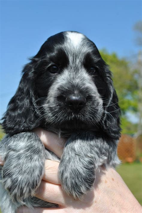 cocker spaniel puppies - Google Search … | Cocker spaniel puppies ...