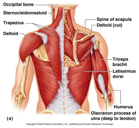 ANATOMIA: Músculos de los hombros. Unidad Especializada en Ortopedia y ...